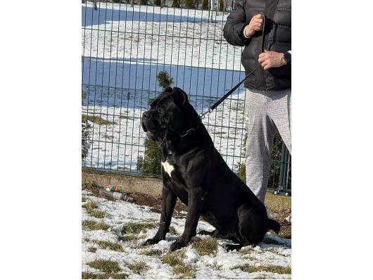 Cane Corso